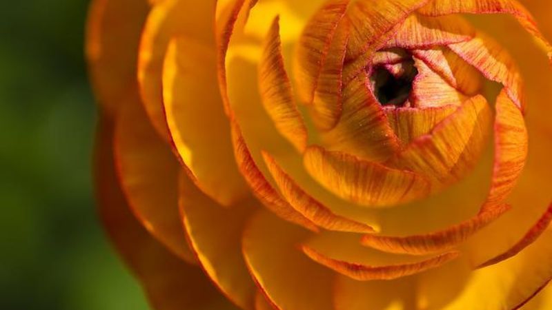 ラナンキュラスの季節はいつ お花の特徴や販売時期などを紹介 お花好きの黒柴さん